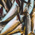 sardines au cumin cuisinées au four